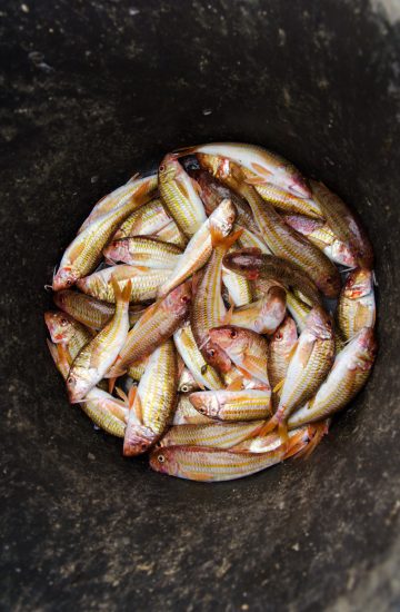 pêche Sète
